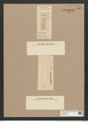 Heteromphala binodis Ehr. (de-Toni-Nr.: Genus 85, Species 2950) Zeichnungen Sammlung Grunow Nr. 5958 (NHMW-BOT-W0374436)